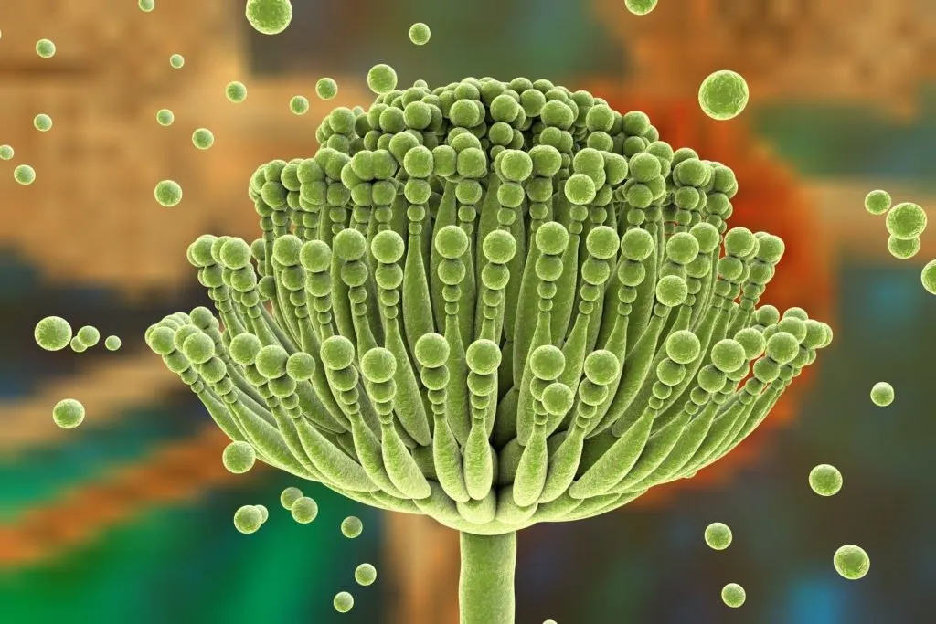 Mycotoxins