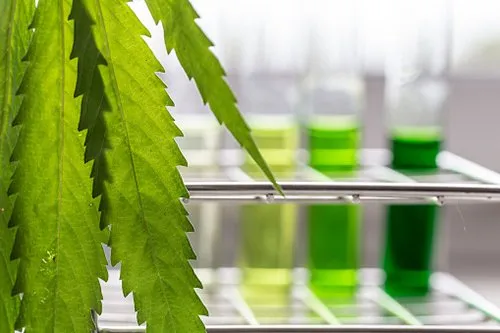 Cannabinoids+and+Terpnes