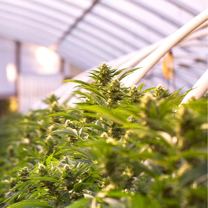 Terpenes Testing
