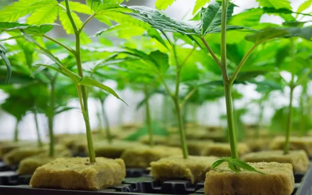 Cannabis+Cloning