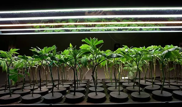 Cannabis+Cloning+Pros+&+Cons