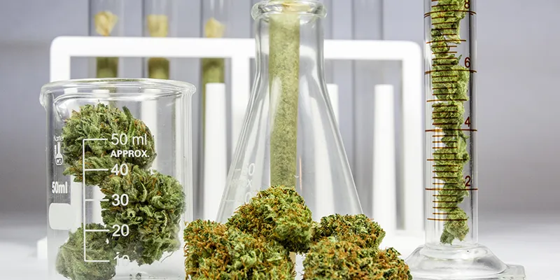 Cannabis+Testing+Importance