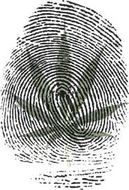 Cannabis+fingerprint