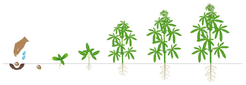 Cannabis+plant++lifecycle
