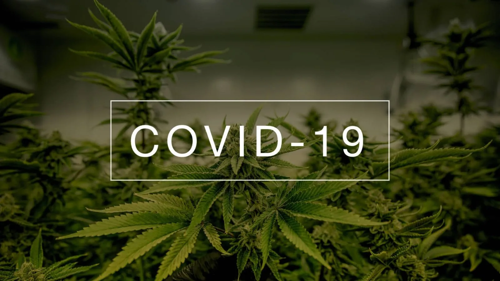 Covid+19+cannabis