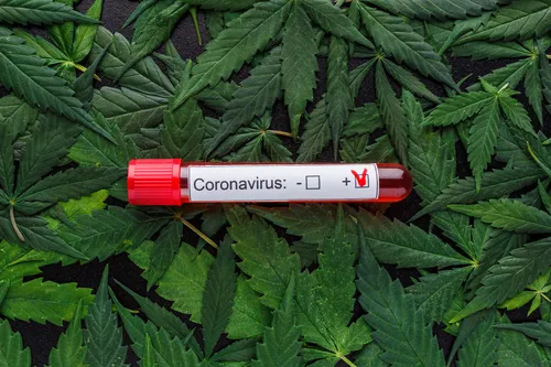 Covid+cannabis