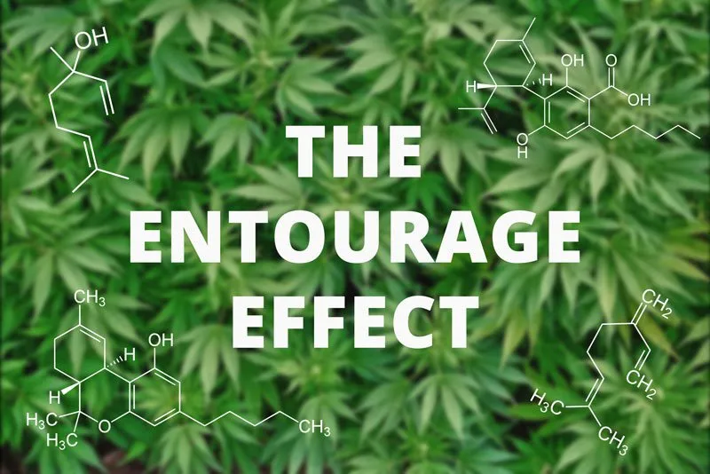 Entourage+Effect+Pic