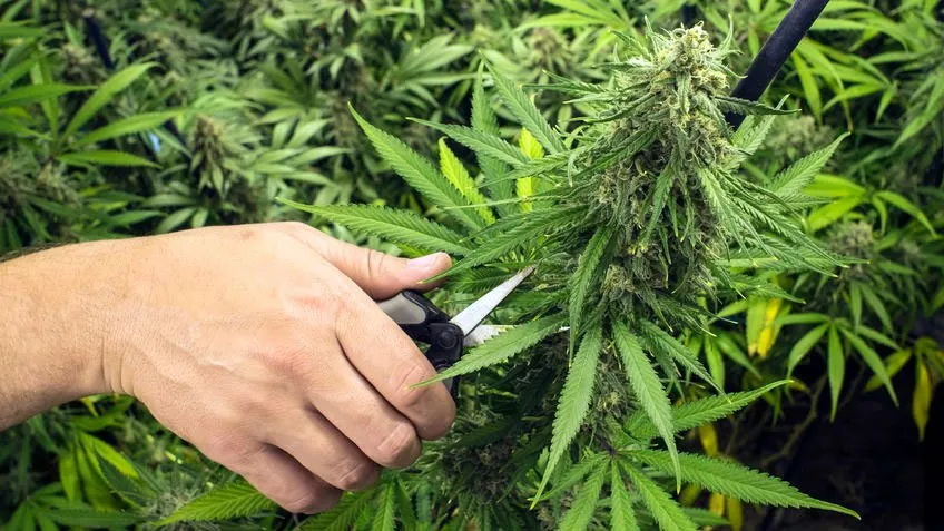 Harvest+Cannabis