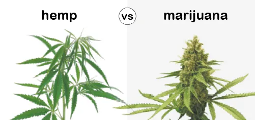 Hemp-vs-Marijuana