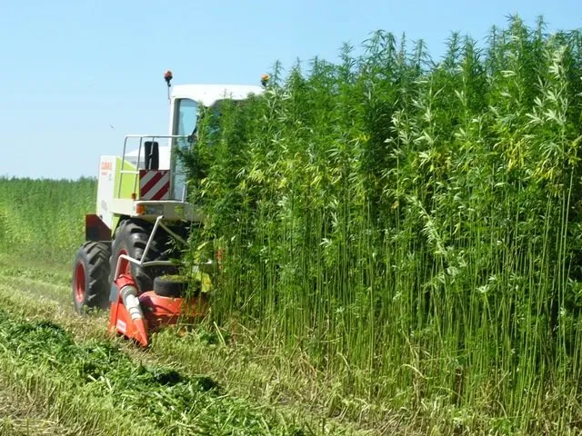 Hemp+Cult