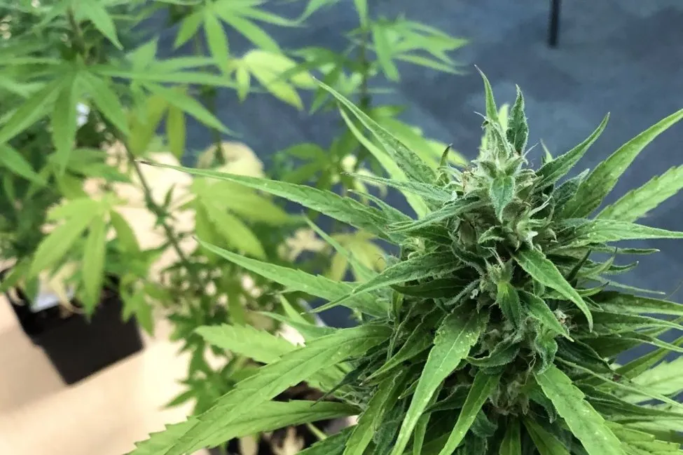 Hemp+Regs