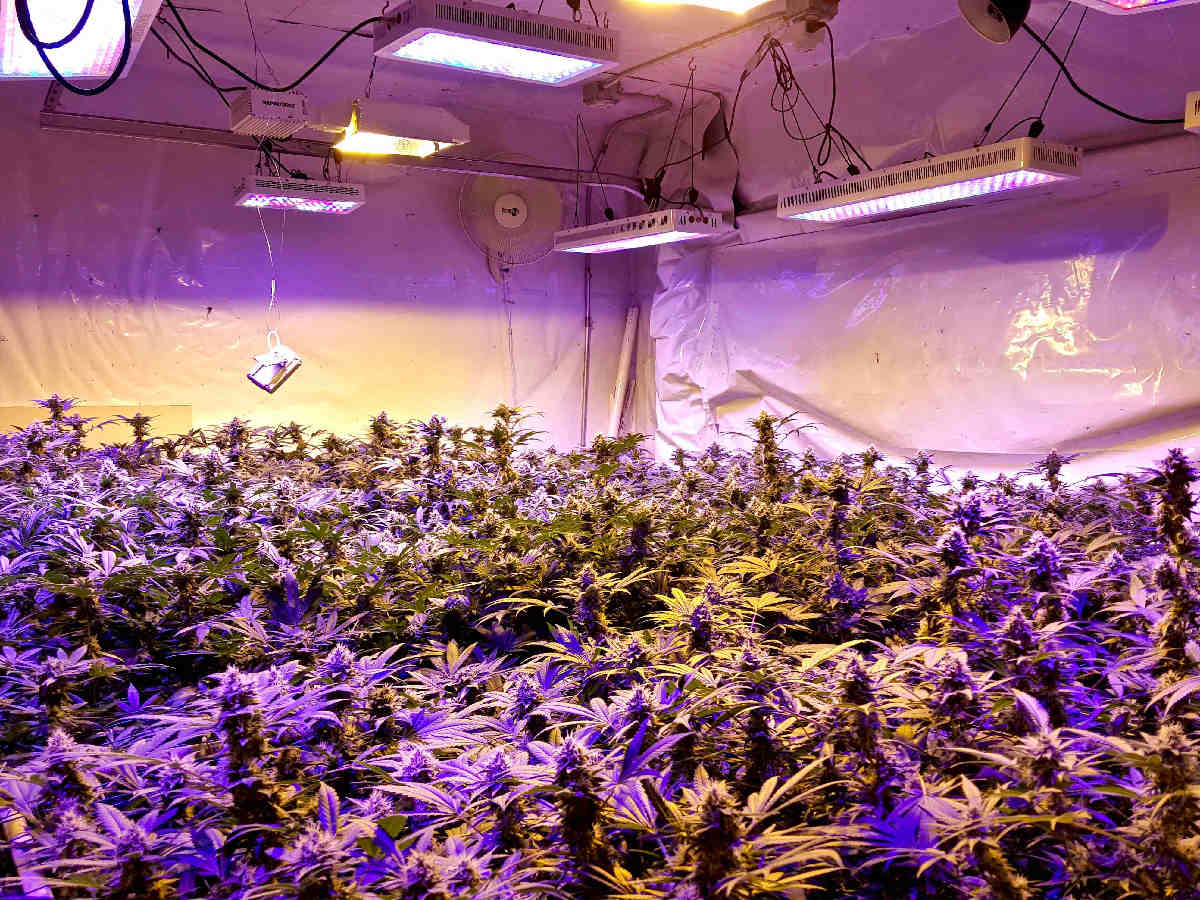 LED+Cannabis
