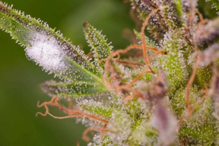Mold+Cannabis