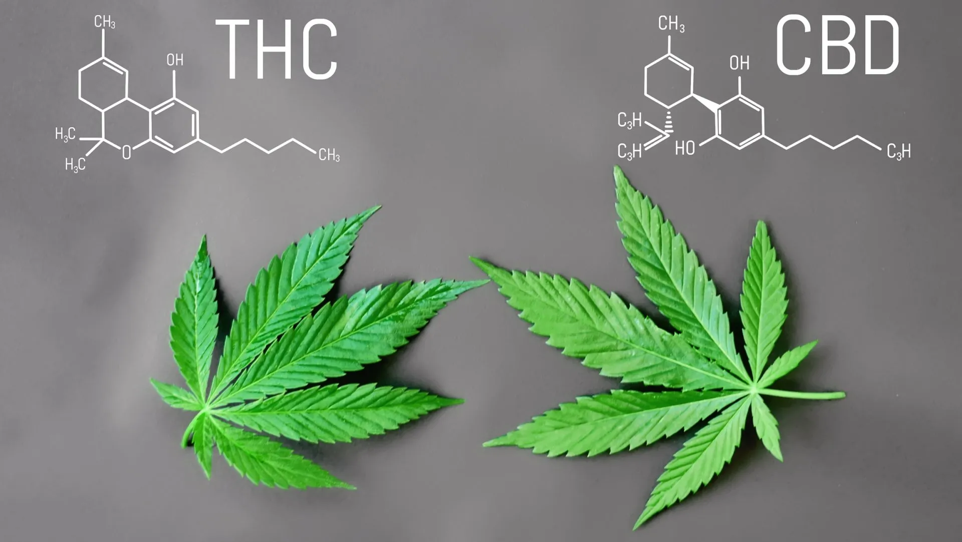 THC+CBD+Flower