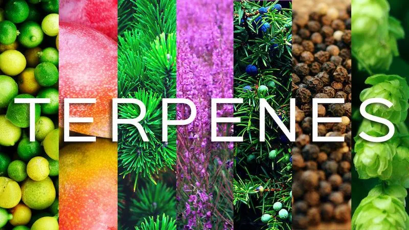 Terpenes