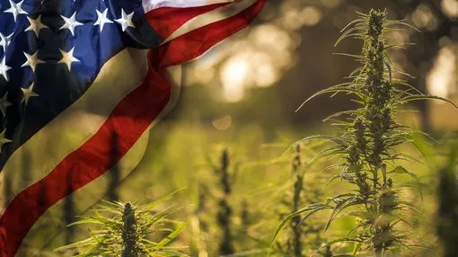 US+Hemp+Market