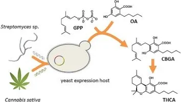 Yeast+and+Cannabis