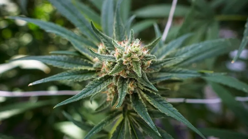 cannabis