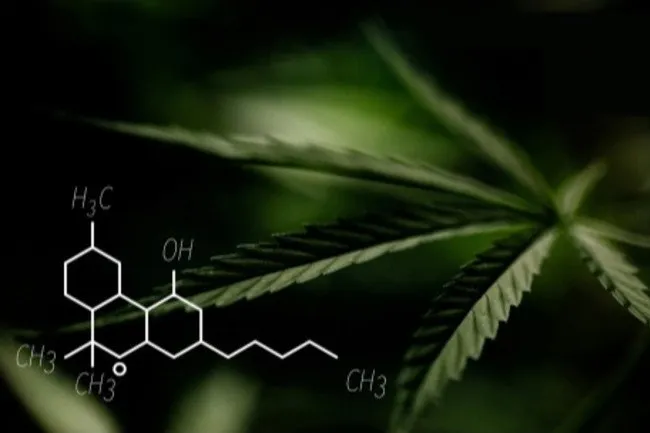 cannabis+research