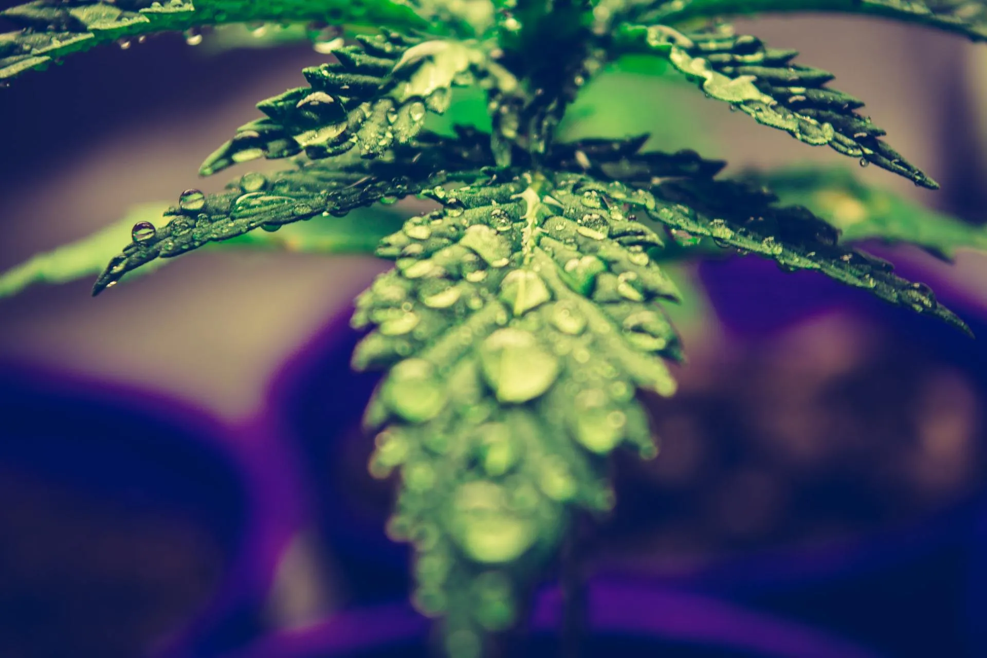 Cannabis