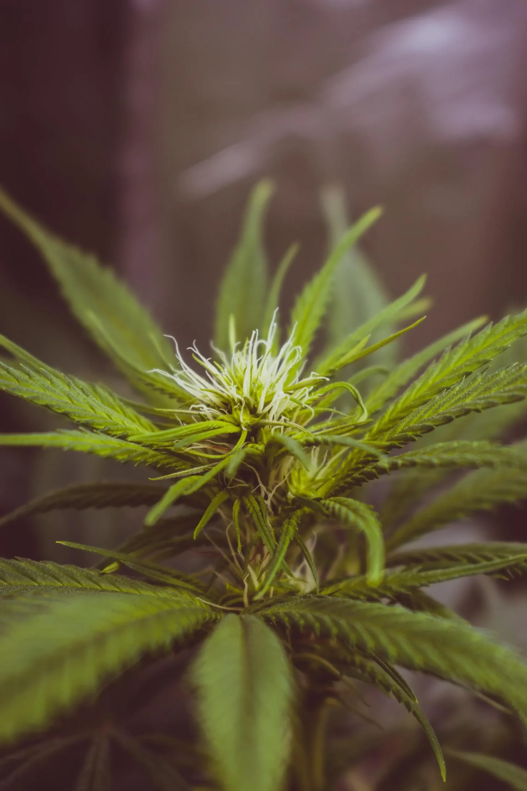 Cannabis