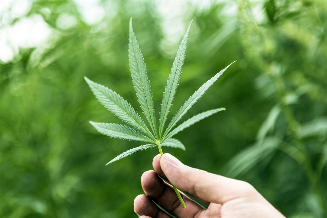 Cannabis leaf