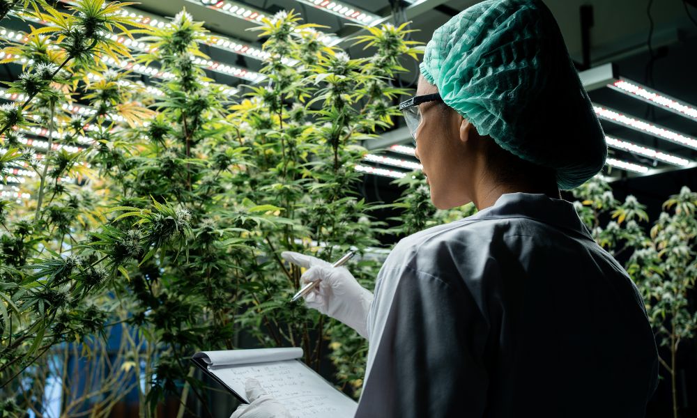 Ways To Stay Competitive in California’s Cannabis Market