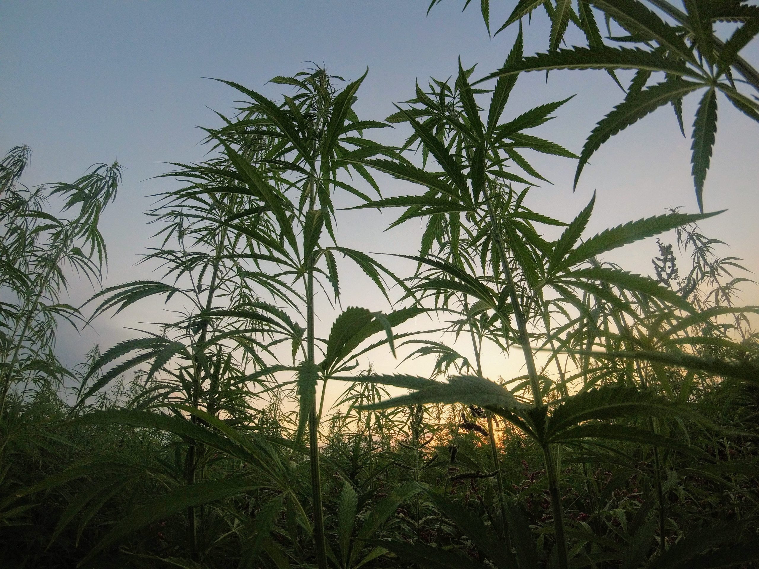 Croptober Outdoor Cannabis crop