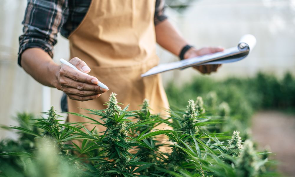6 Tips for Starting Your Cannabis Business in California