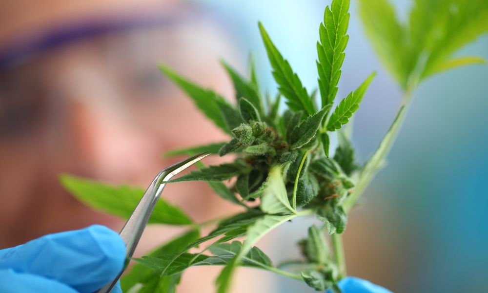 The Benefits of High-Quality Cannabis Testing