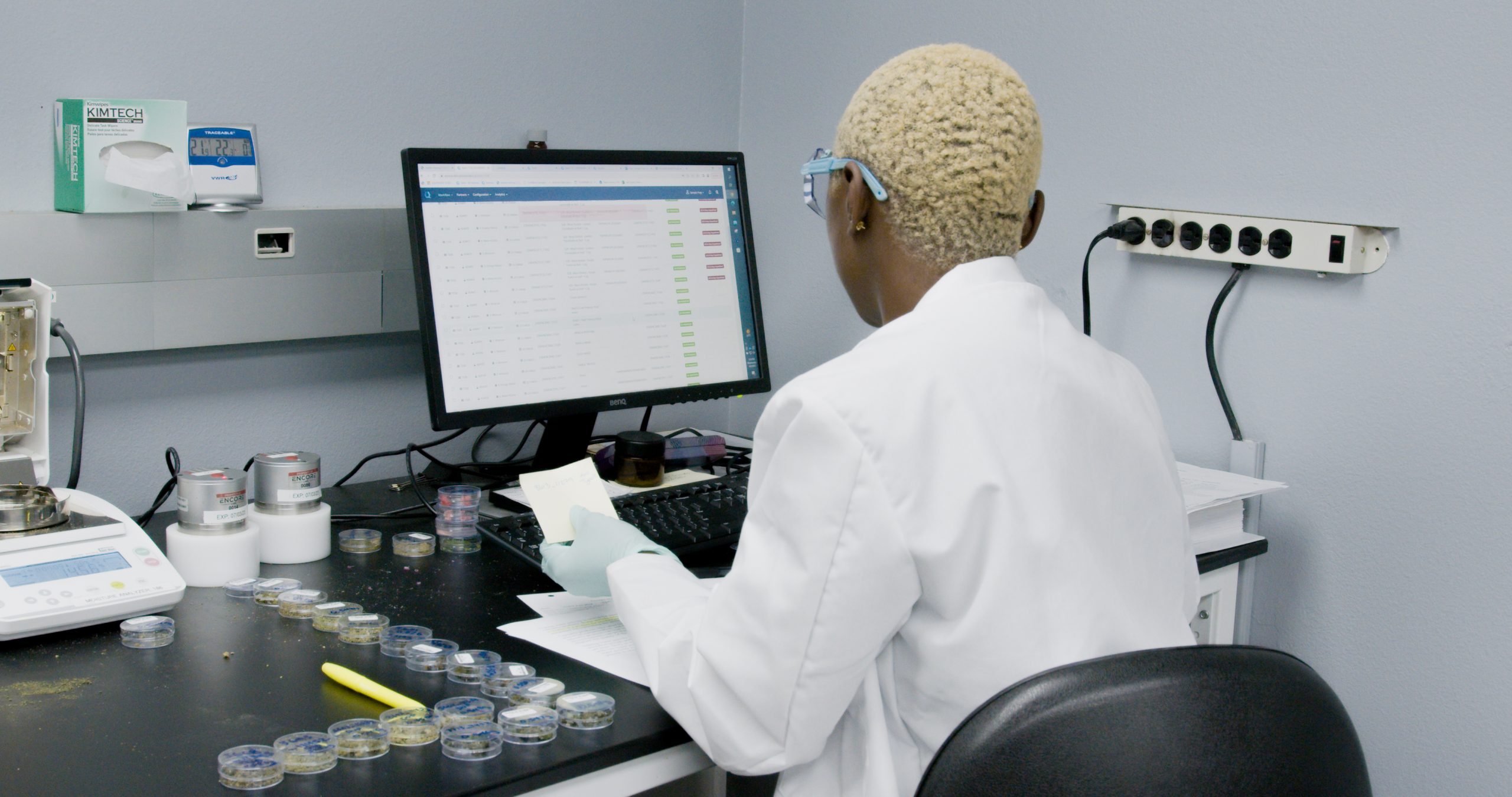 12 stages of cannabis testing