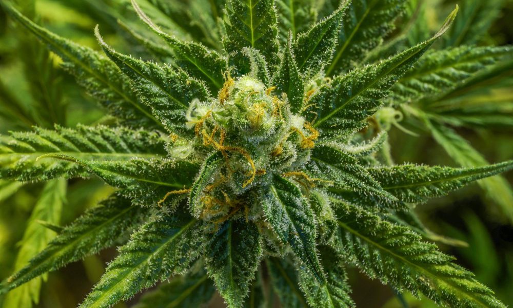 The Importance of Testing Cannabis Products for Pesticides