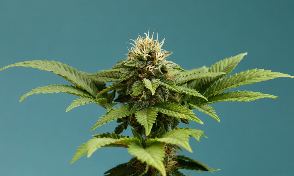 How Transparent Cannabis Testing Practices Help Boost Sales