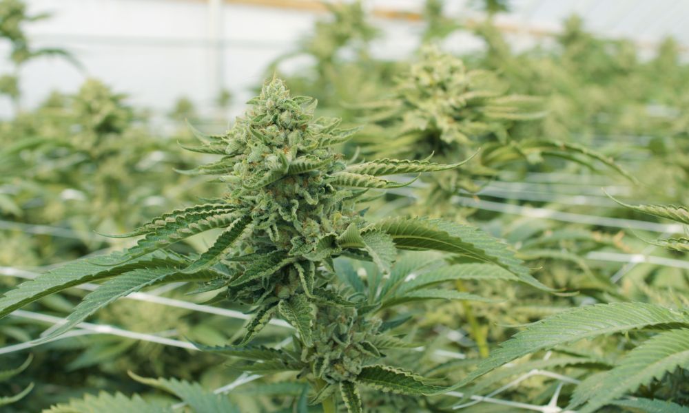 7 Ways To Make Your Cannabis Business More Eco-Friendly