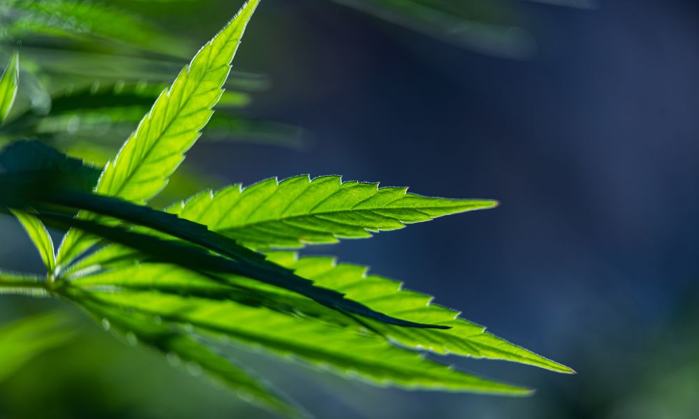 Why Does Cannabis Need To Be Lab Tested?
