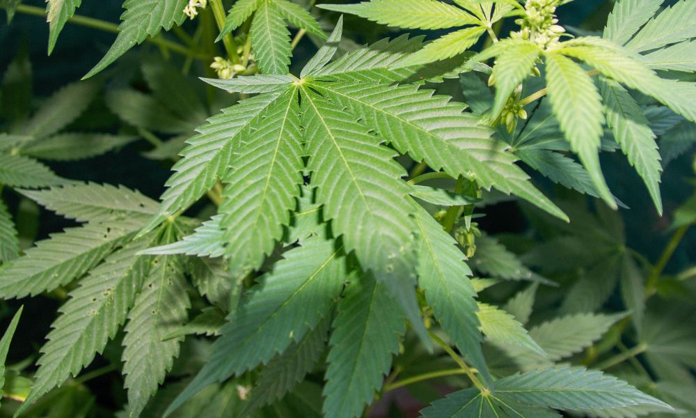 5 California Cannabis Laws You Should Know