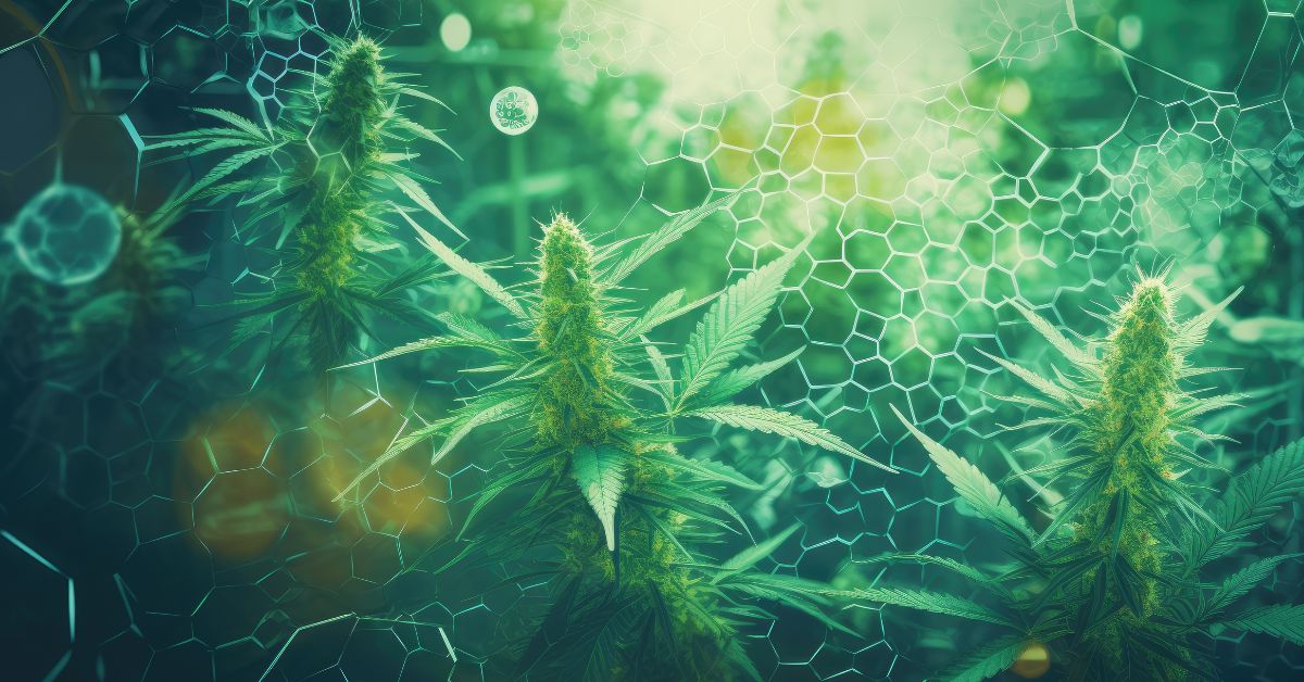 Why It’s Important To Test for Residual Solvents in Cannabis