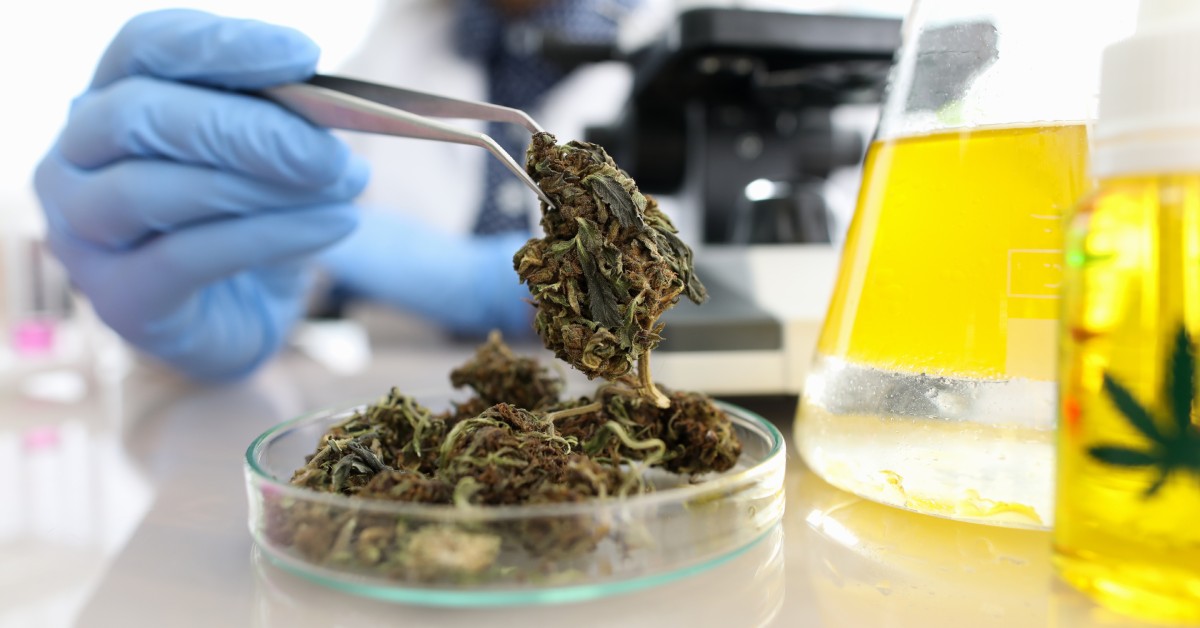 Lab personnel is holding cannabis leaves with tweezers. The other cannabis leaves are in a Petrie dish near beakers.