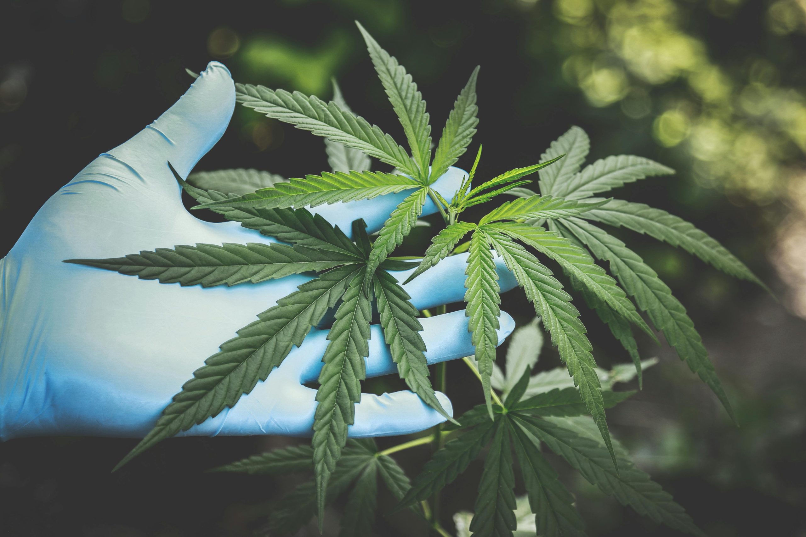 CBD leaves