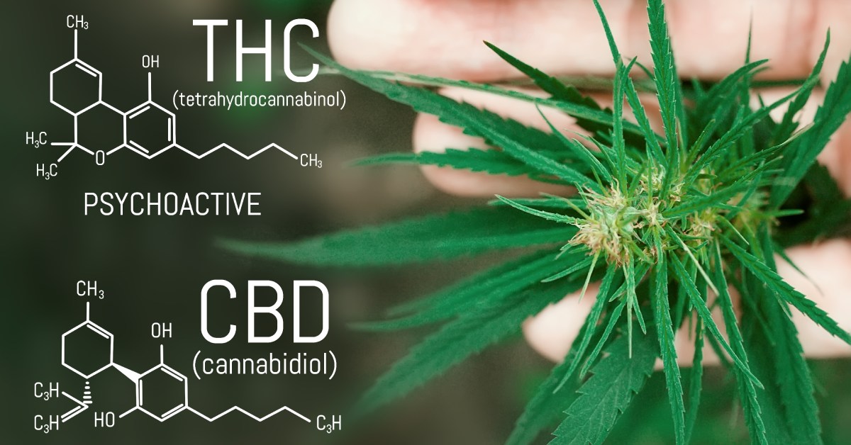A graphic of THC and CBD formulas with the words "psychoactive" and "non-psychoactive" over a hand holding a cannabis leaf.