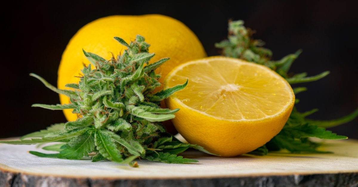 Close-up of two cannabis buds next to lemons. One lemon is sliced in half, and the other one is whole.