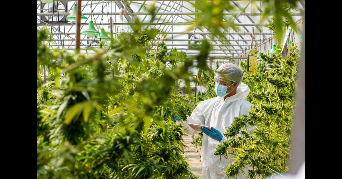 A scientist wearing protective gear examines cannabis in a large grow room. He's also holding a tablet.