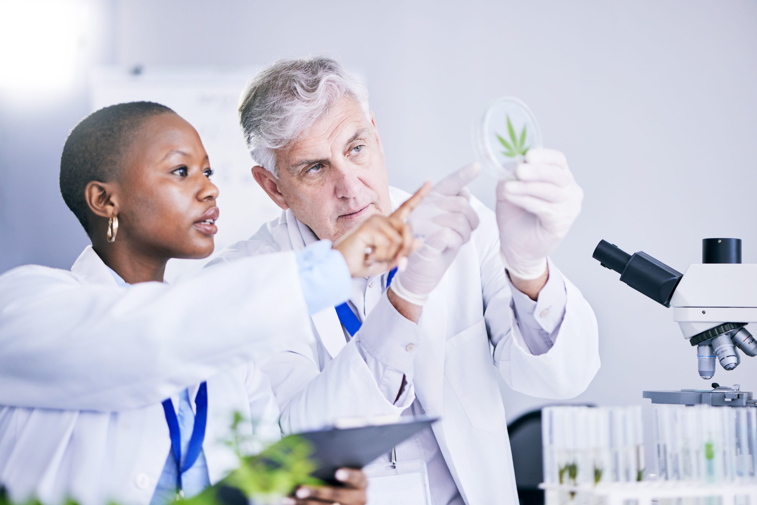 Two scientists analyzing a cannabis leaf in a lab. The man wears gloves, and the woman points to the cannabis leaf.