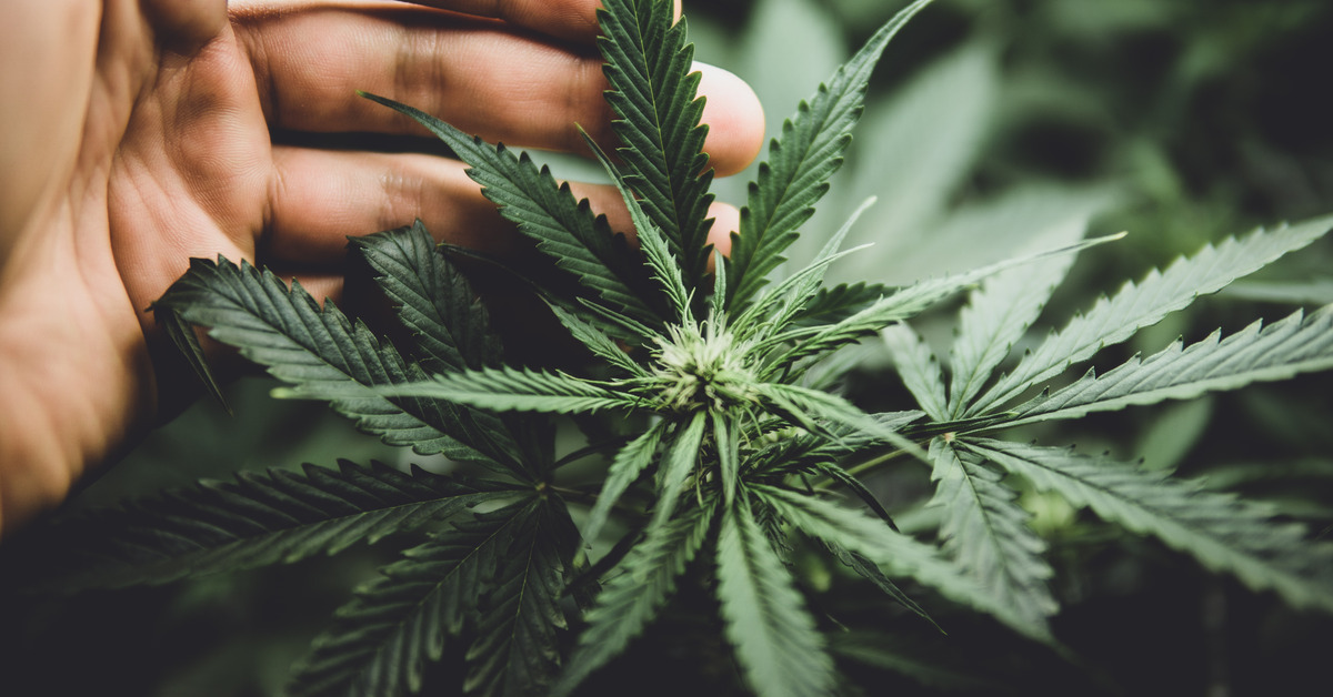 Indica vs. Sativa: What Does the Cannabis Science Tell Us