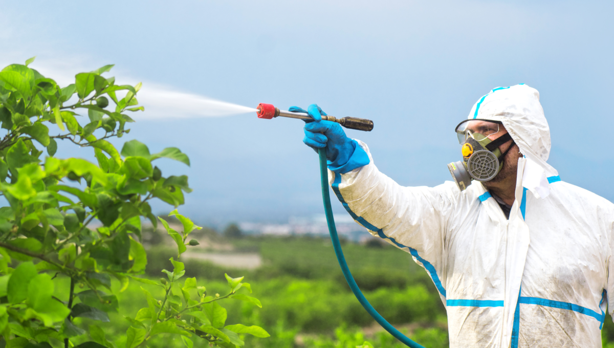 Man spraying pesticides