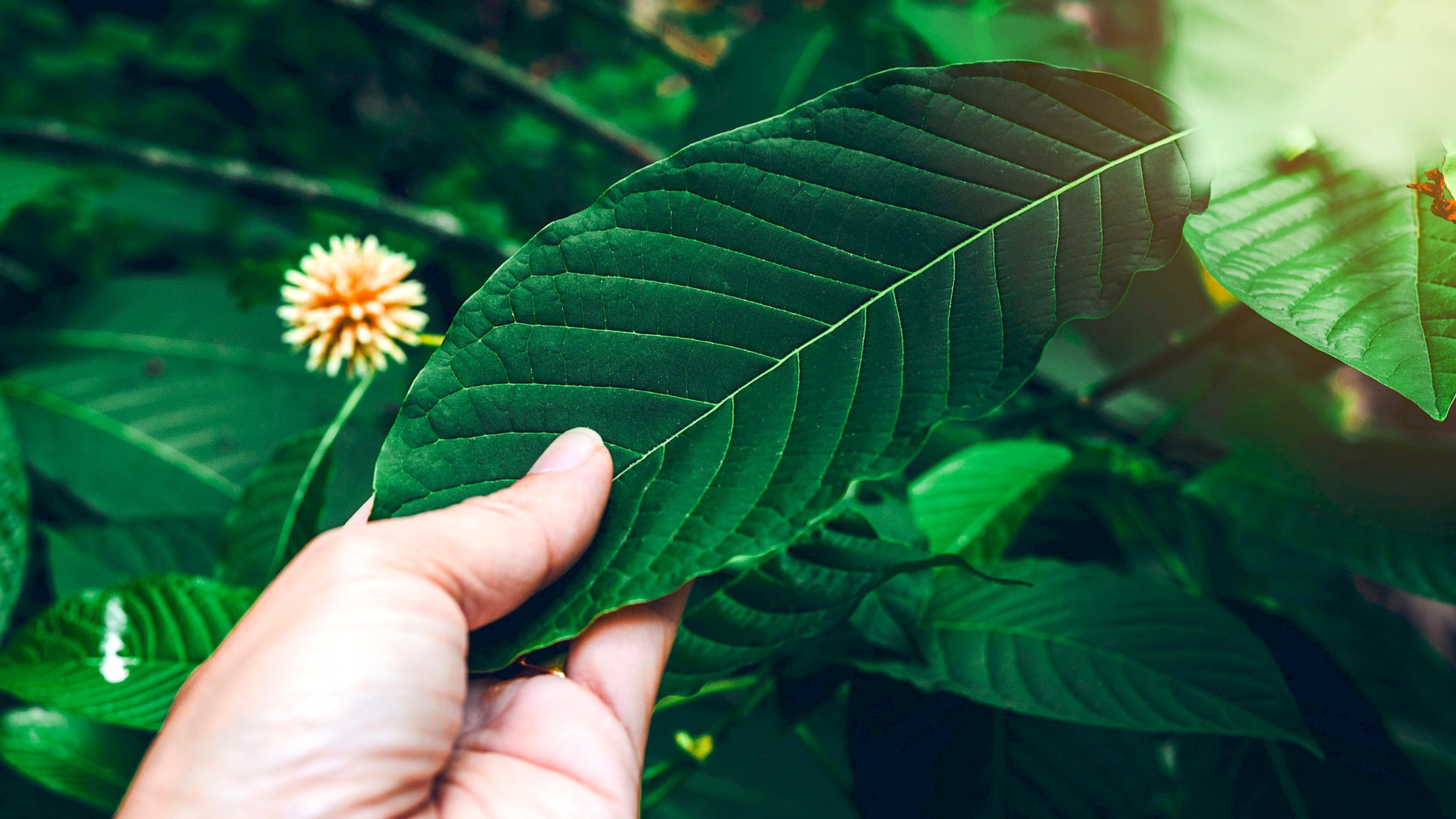 Kratom Testing