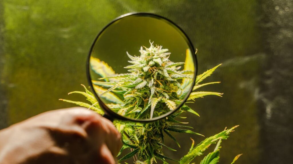 THC Degradation: Why Potency Changes Over Time