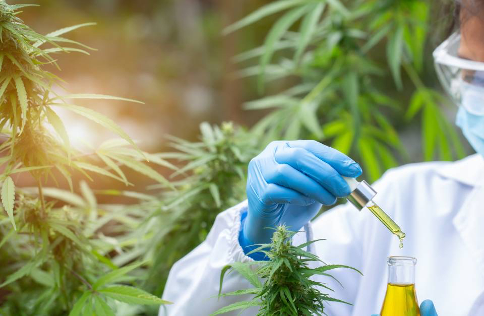 Cannabis Testing