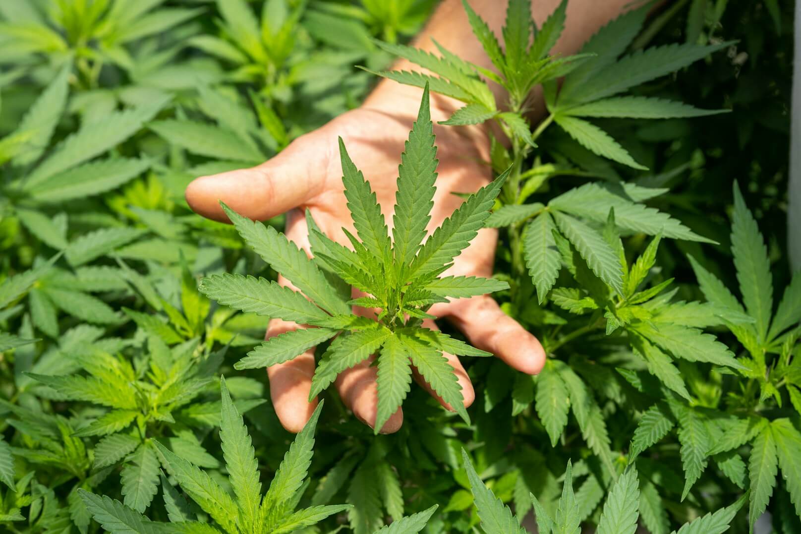 Hemp Testing