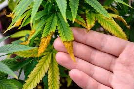 Heat Degradation In Cannabis